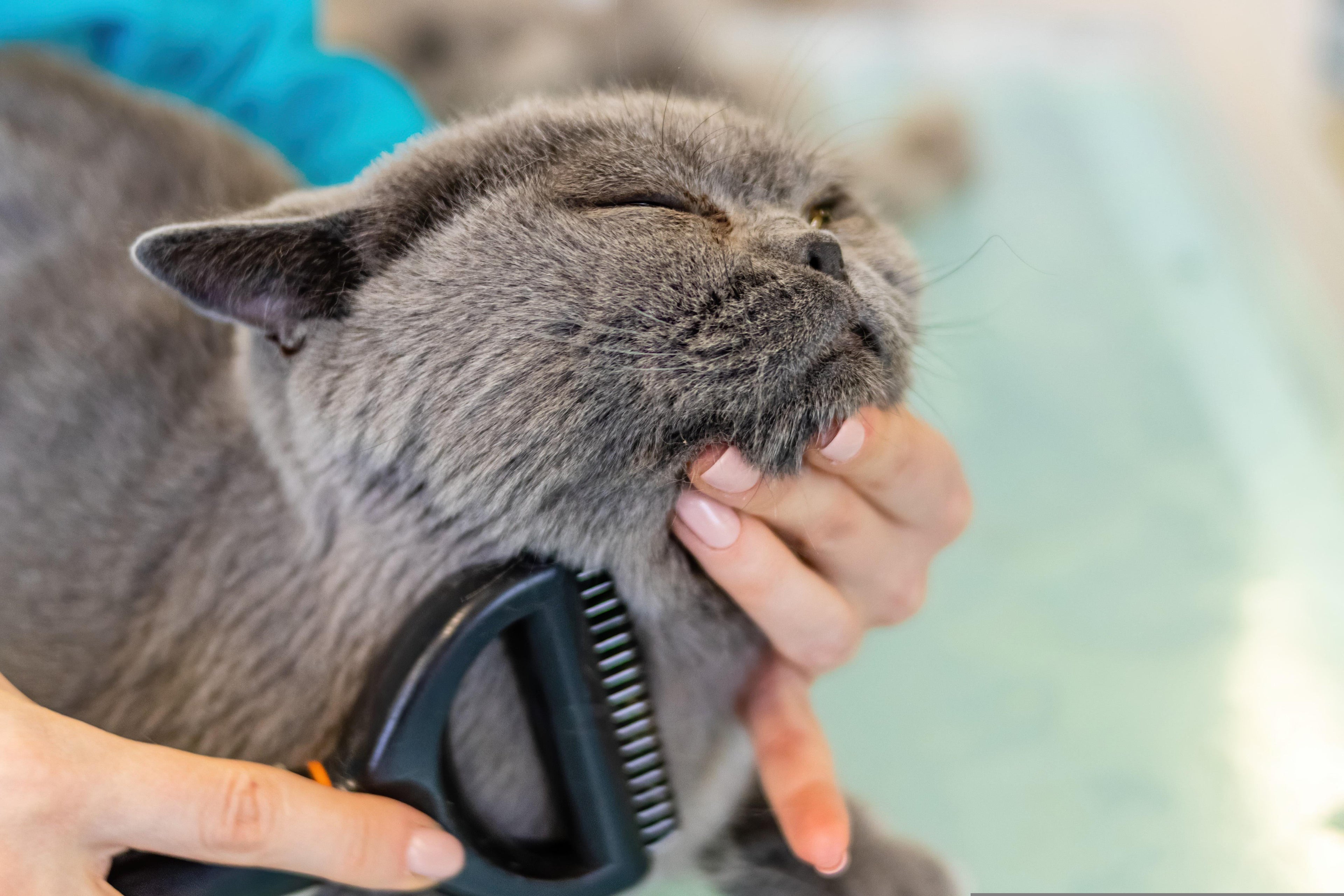 Cats - Grooming & Hygiene