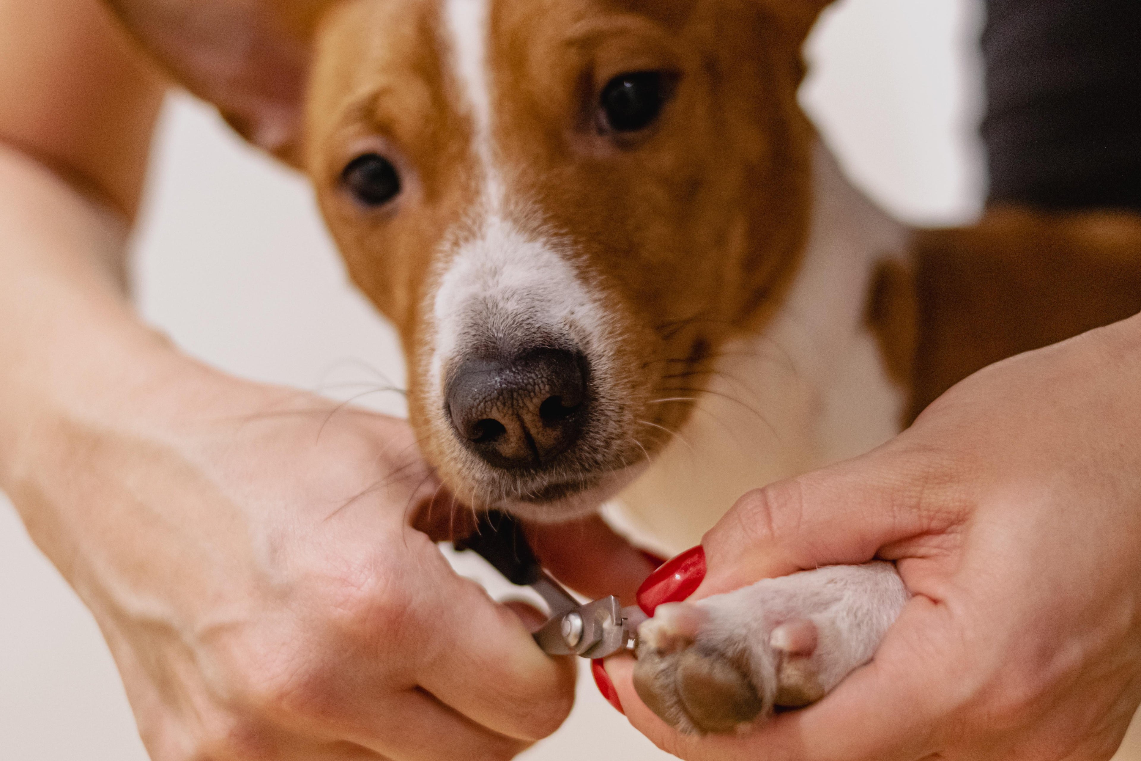 Dogs - Grooming & Hygiene