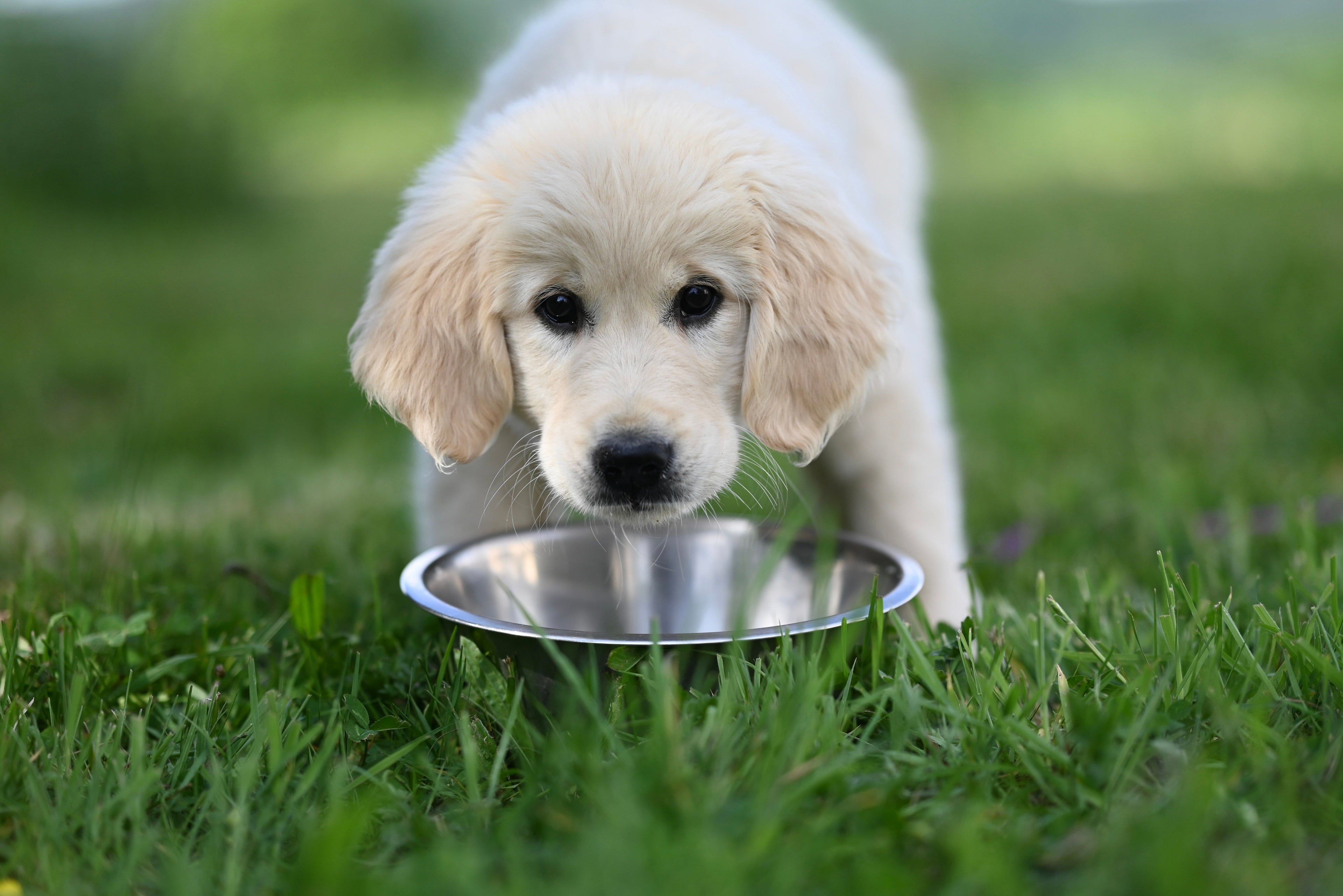 Dogs - Bowls & Feeders