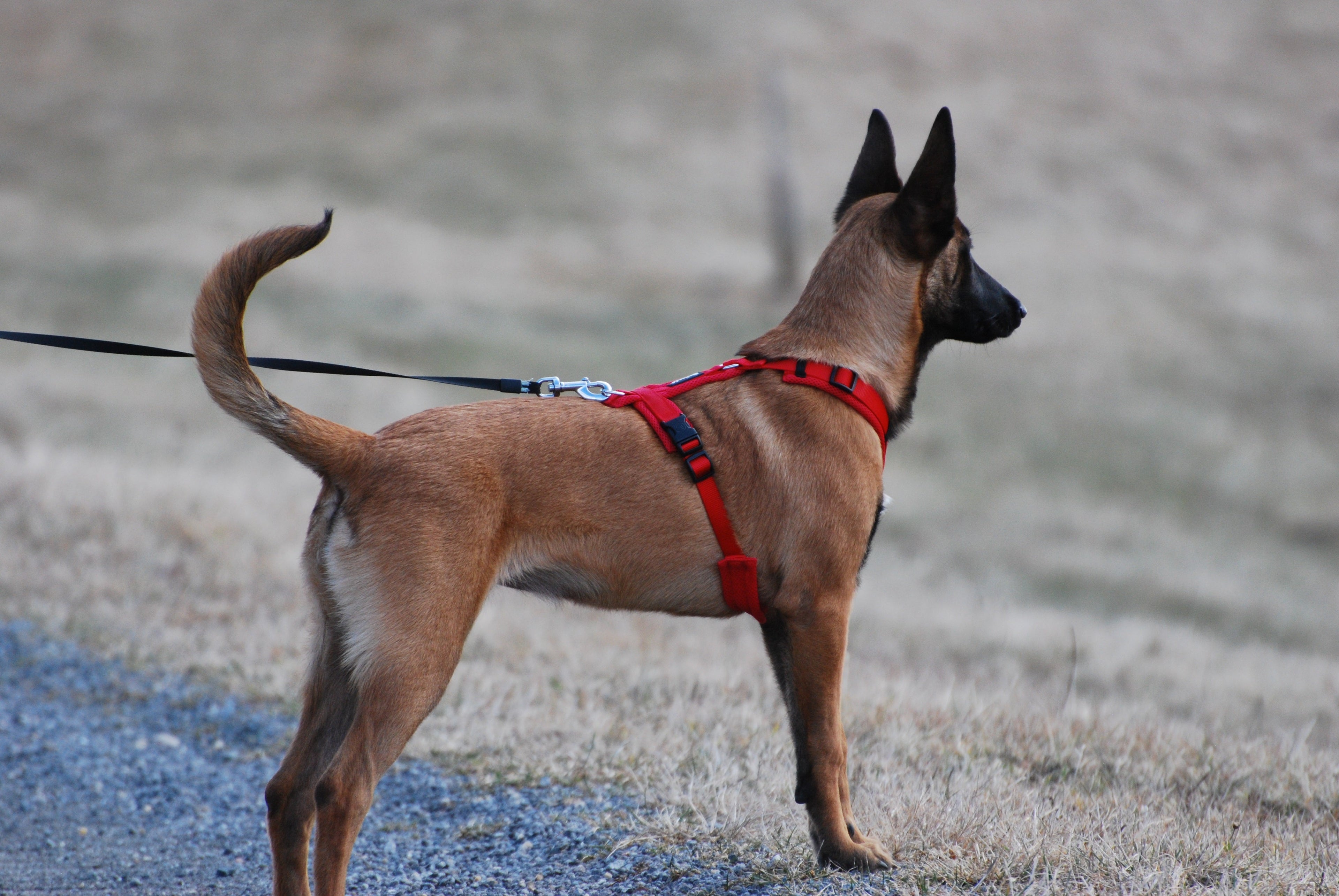 Dogs - Leashes & Harnesses