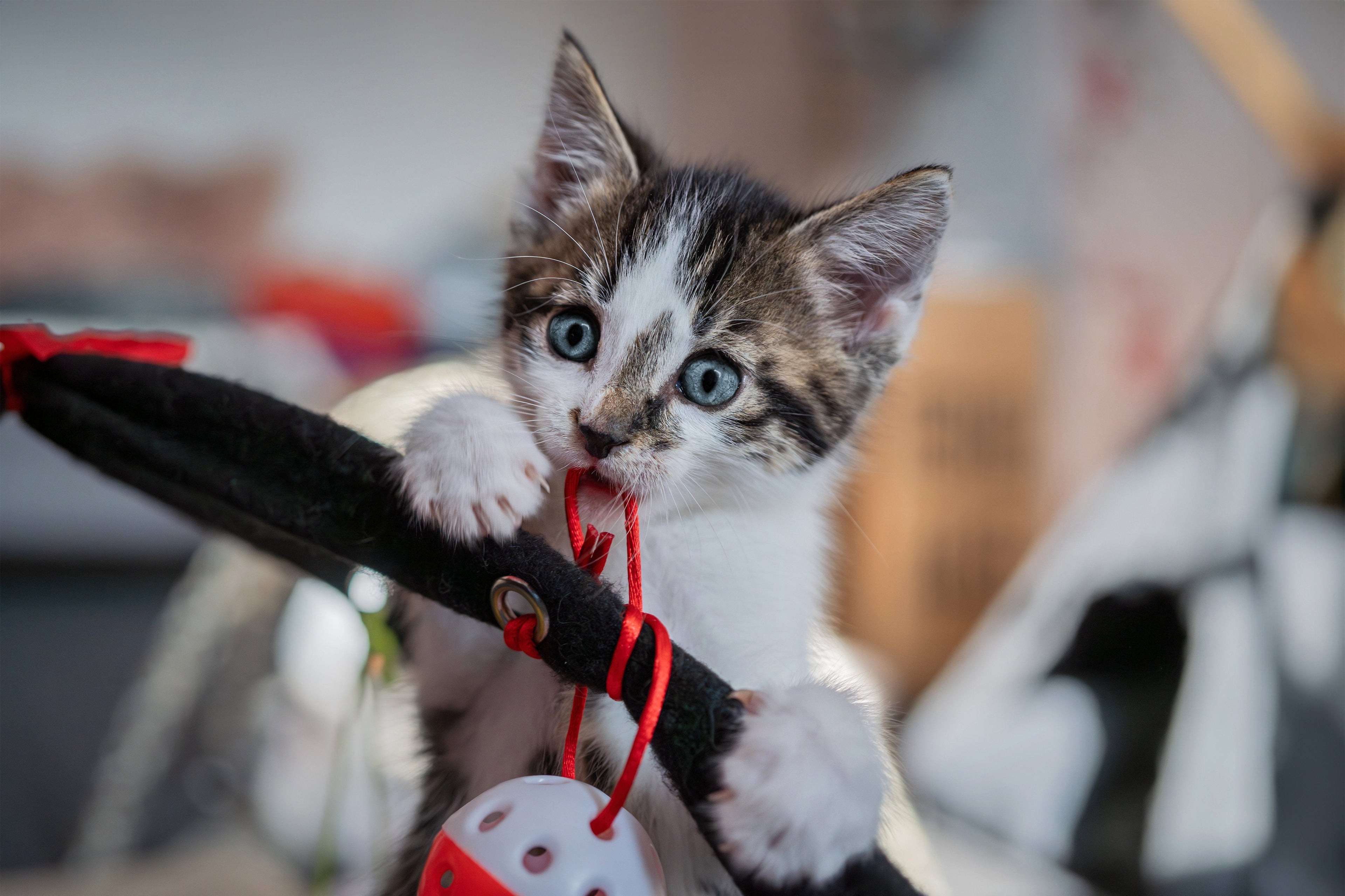 Cats - Toys