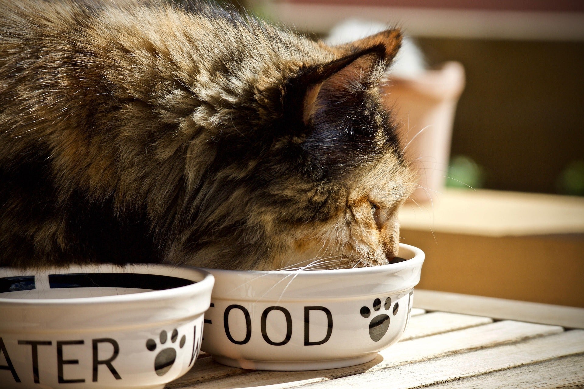 Cats - Bowls & Feeders