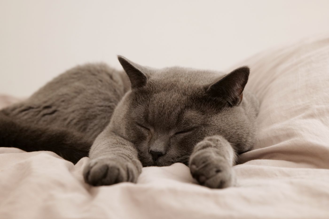 Cats - Beds & Hideaways