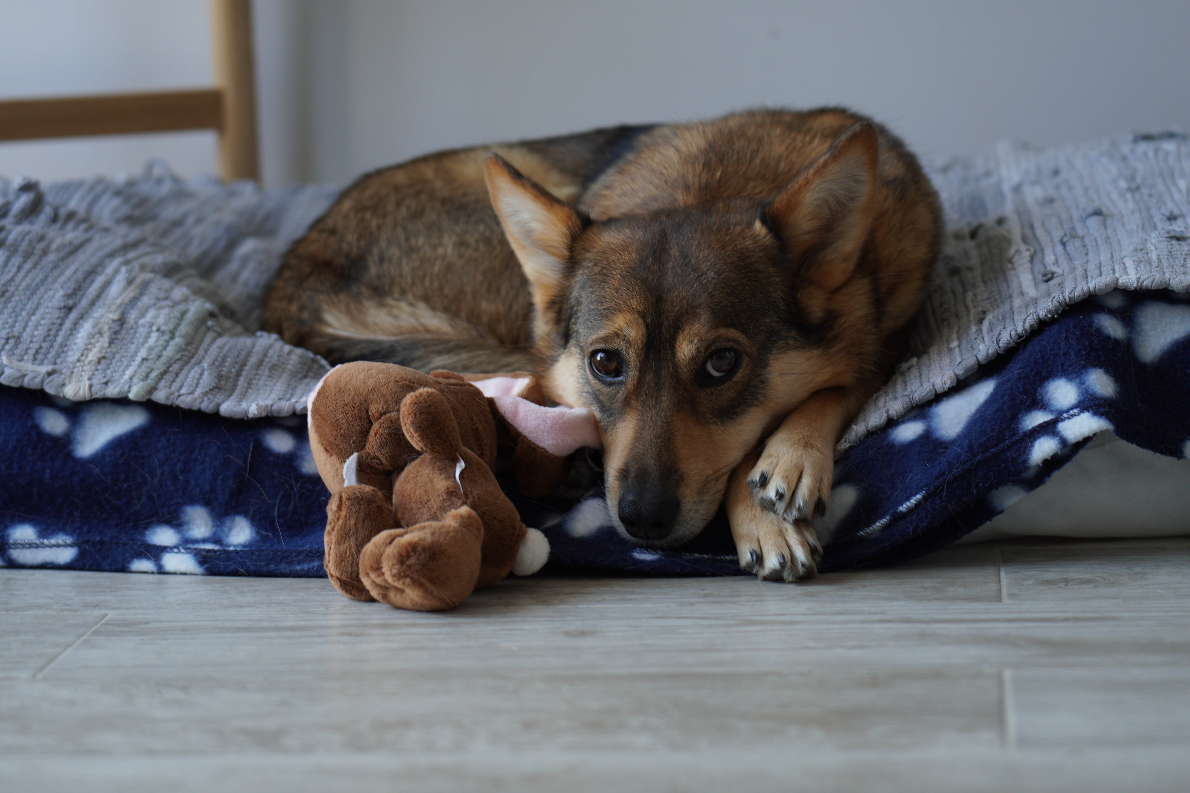 Dogs - Beds & Blankets