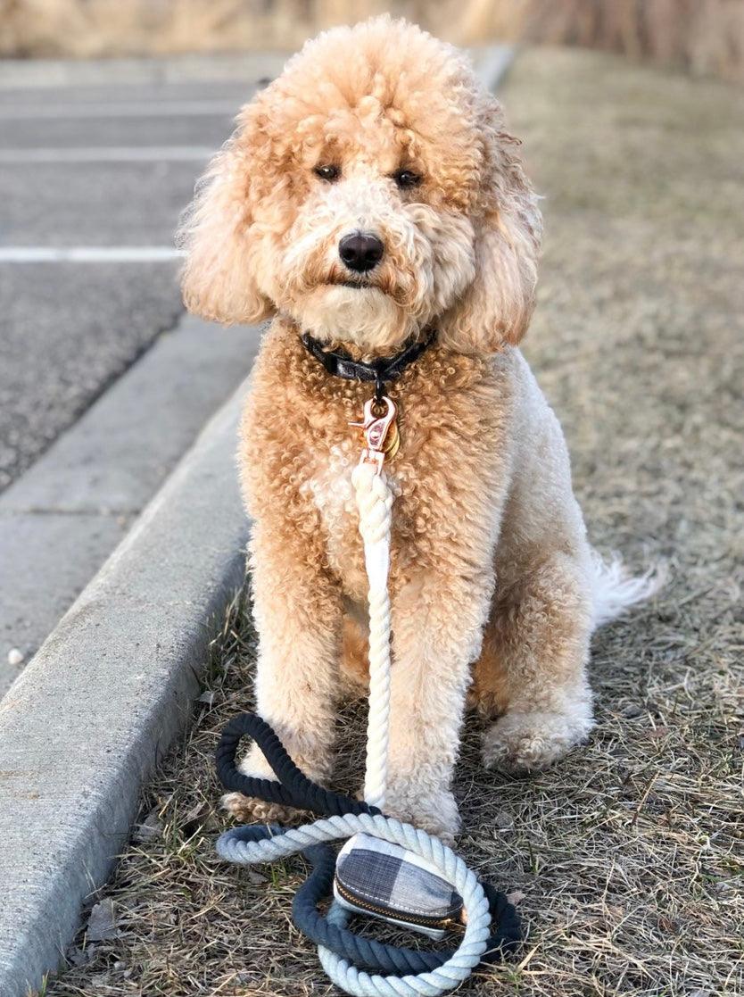 OMBRE BLACK - Hand-Spliced Cotton Rope Dog Leash — 5ft, Luxe Hardware & Dog Charm