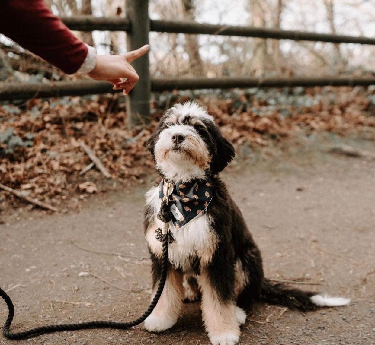 OMBRE BLACK - Hand-Spliced Cotton Rope Dog Leash — 5ft, Luxe Hardware & Dog Charm