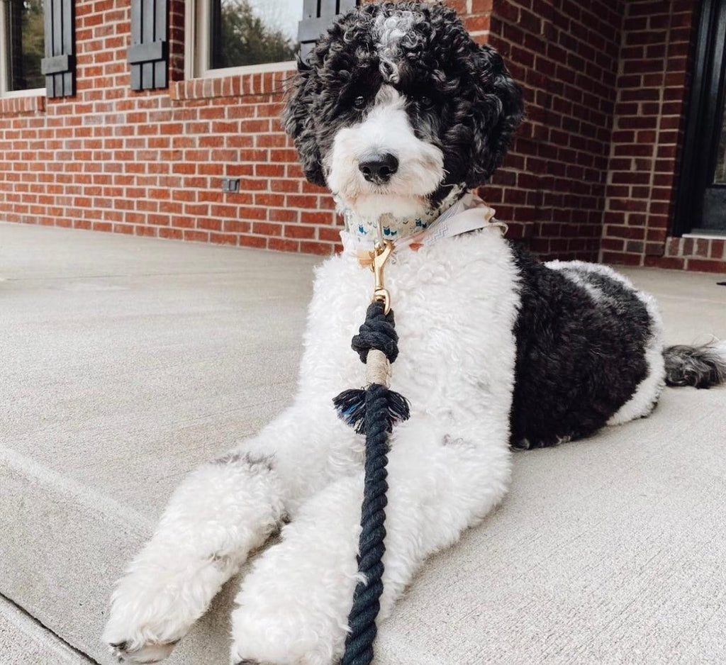 OMBRE BLACK - Hand-Spliced Cotton Rope Dog Leash — 5ft, Luxe Hardware & Dog Charm
