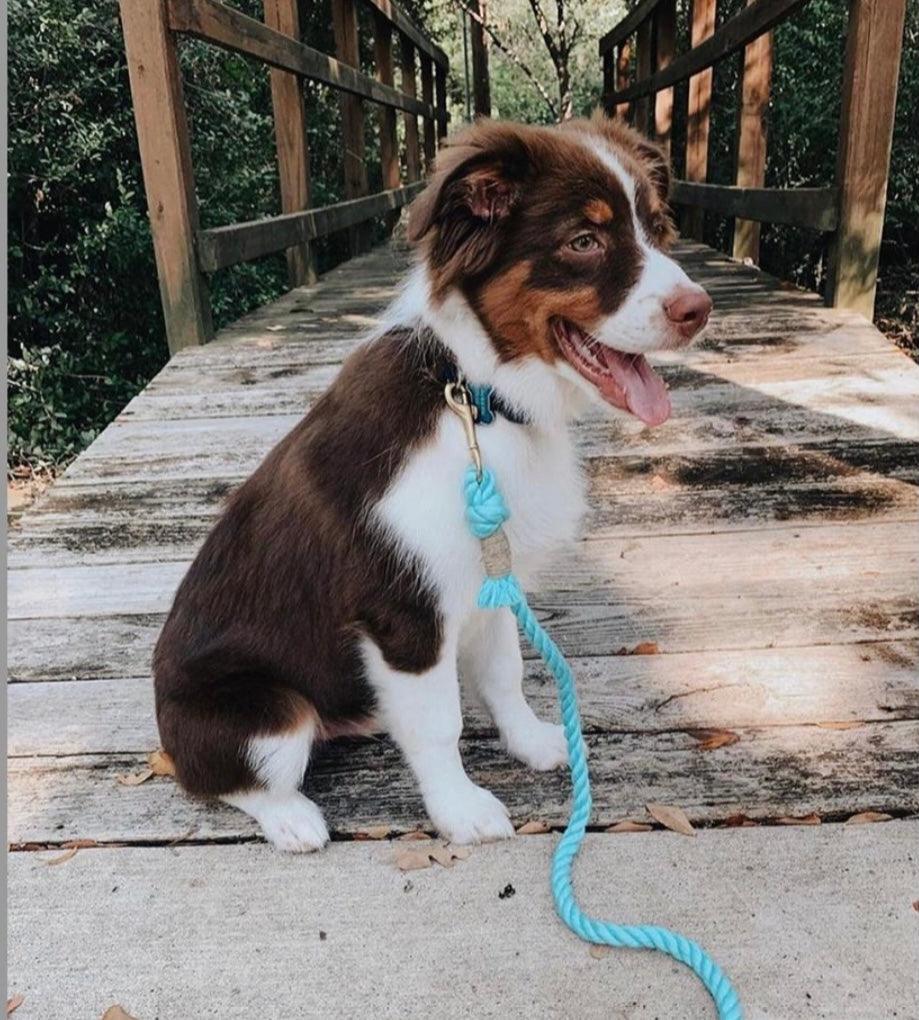 BUBBLES - Hand-Spliced Cotton Rope Dog Leash — 5ft, Luxe Hardware & Dog Charm