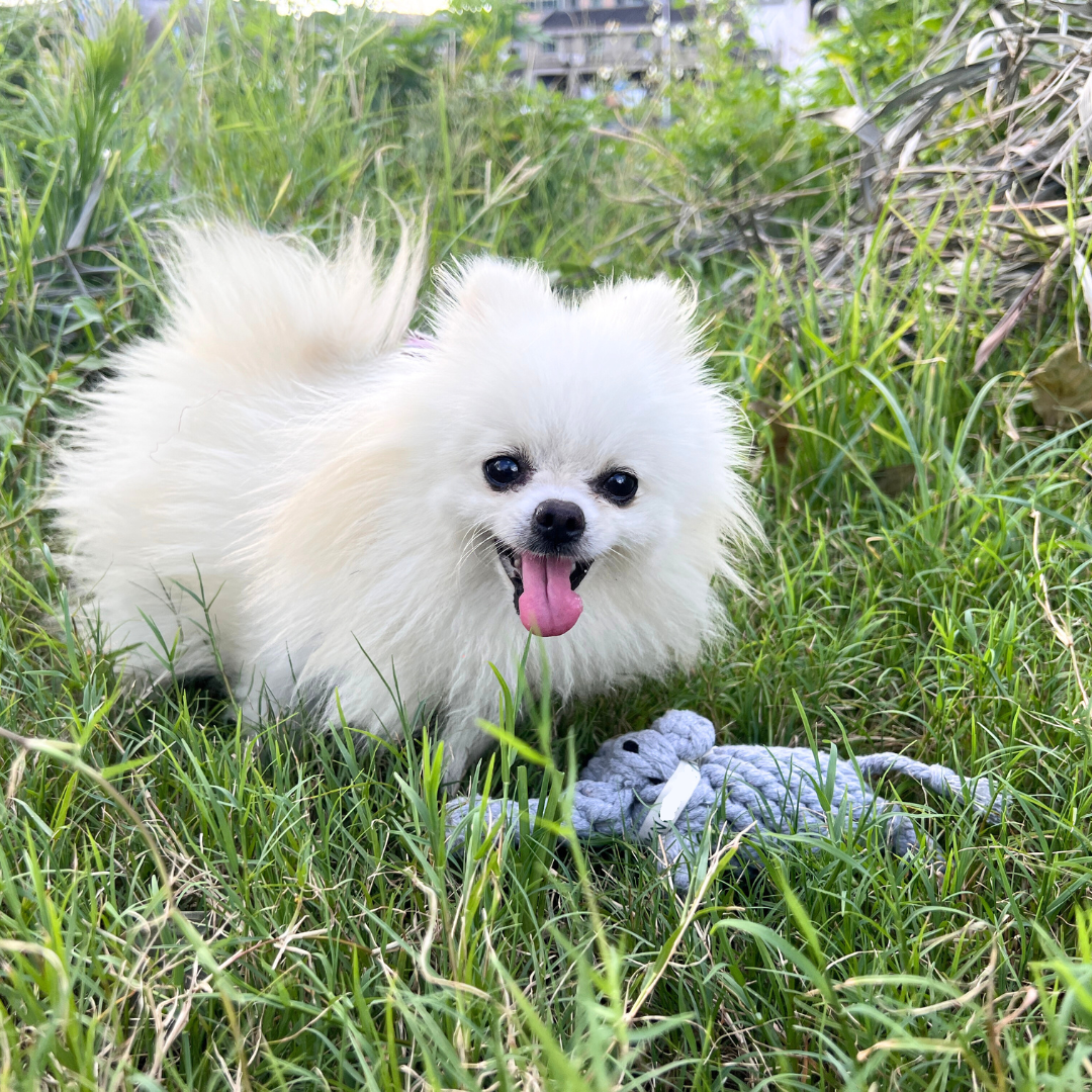 Ella the Elephant — Handmade Cotton Rope Dog Toy | Two Sizes