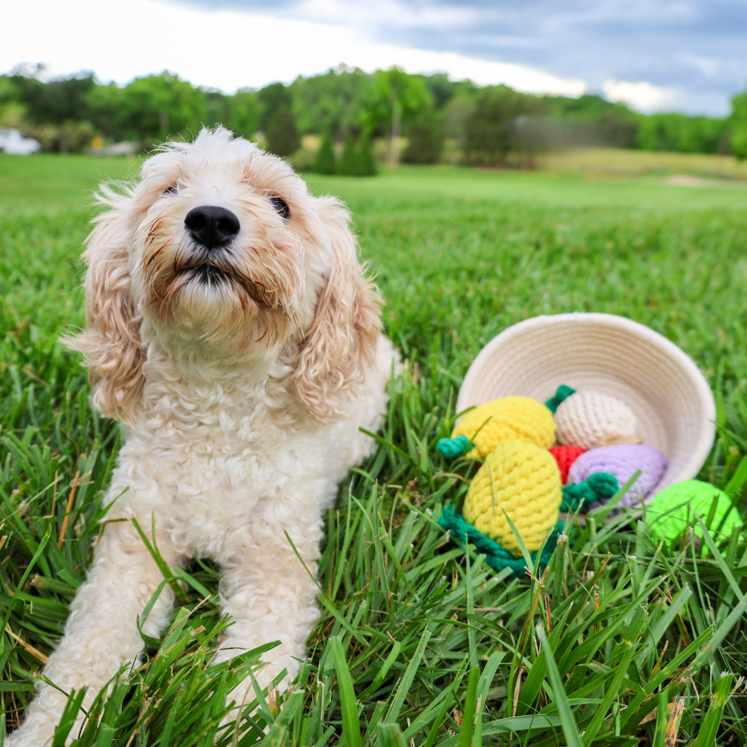 MarketVeg — Handmade Rope Dog Toy Set | 6-Piece Veggie Collection
