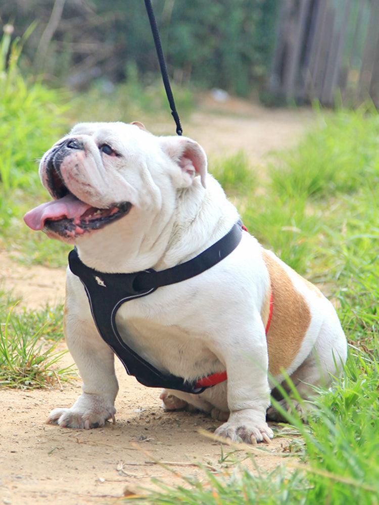 ComfortMesh Dog Collar & Leash Set — Breathable Walking Companion
