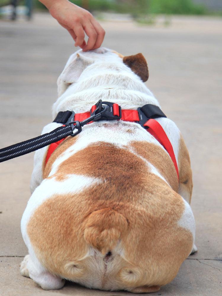 ComfortMesh Dog Collar & Leash Set — Breathable Walking Companion